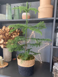 Norfolk Island Pine