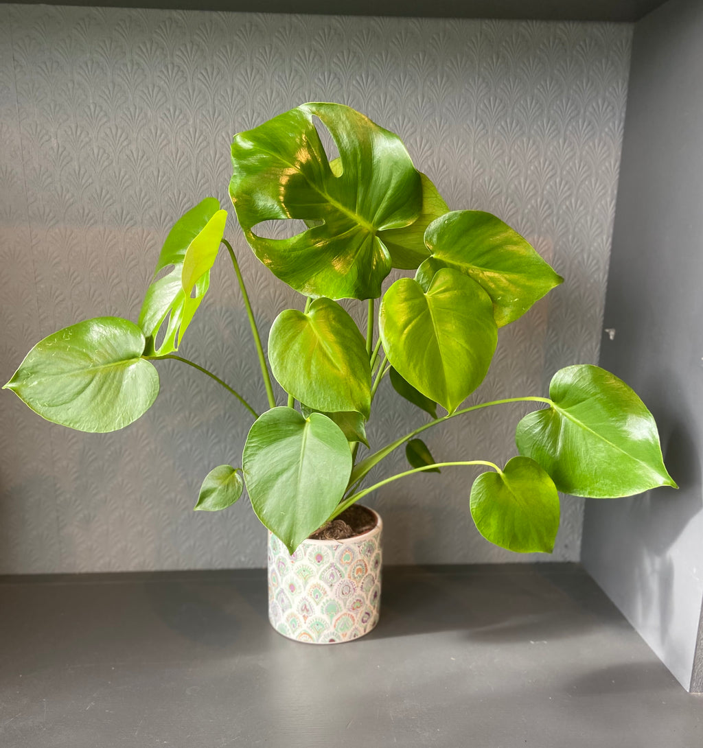 Monstera in Ceramic Pot